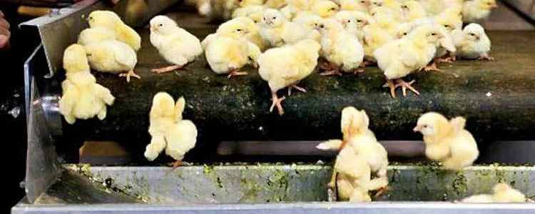 Male chicks being blended alive